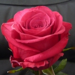 Roseberry Roses d'Equateur Ethiflora
